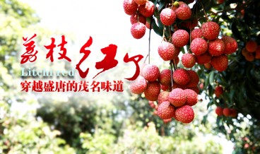 荔枝红了——穿越盛唐的茂名味道