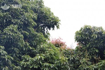 重磅|广东部分产区桂味荔枝成花率不足1成，减产几成定局